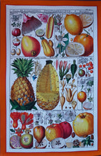 Load image into Gallery viewer, Exotic Fruit Tea Towel Antique Botanical Print 100% Cotton Bright Orange Border
