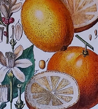 Load image into Gallery viewer, Exotic Fruit Tea Towel Antique Botanical Print 100% Cotton Bright Orange Border
