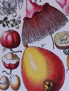Exotic Fruit Tea Towel Antique Botanical Print 100% Cotton Bright Orange Border