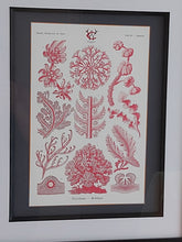 Load image into Gallery viewer, Museum Quality A3 Print Antique Coral &amp; Algae Design
