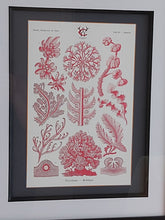 Load image into Gallery viewer, Museum Quality A3 Print Antique Coral & Algae Design