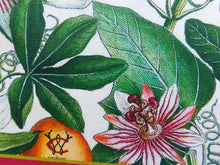 Load image into Gallery viewer, Passionflower Antique Botanical Print Tea Towel Cerise Border