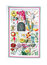 Load image into Gallery viewer, Tea Towel Antique Botanical Print Colourful 18thC Cactus Flowers Luxury Cotton Gift Kitchen linen