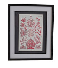 Load image into Gallery viewer, Museum Quality A3 Print Antique Coral & Algae Design