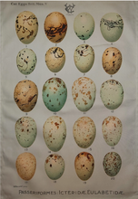 Load image into Gallery viewer, Antique Print Tea Towel Eggs 1901 Ornithology Aqua background
