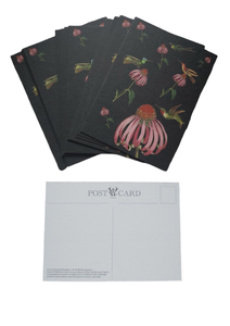 5 x Echinacea & Hummingbirds Floral Botanical Antique Print Postcards on Black