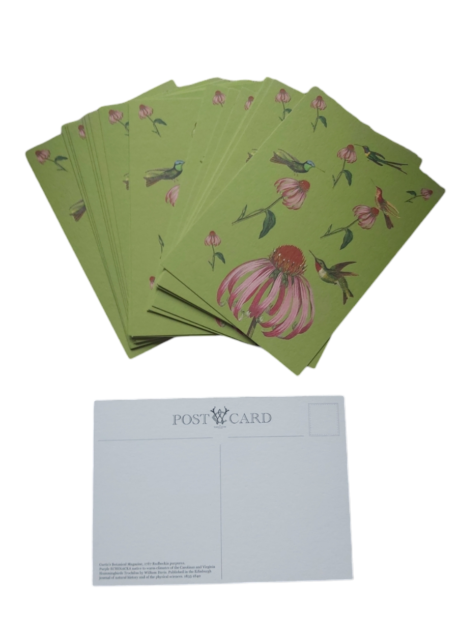 5 x Echinacea & Hummingbirds Green Floral Botanical Antique Print Postcards