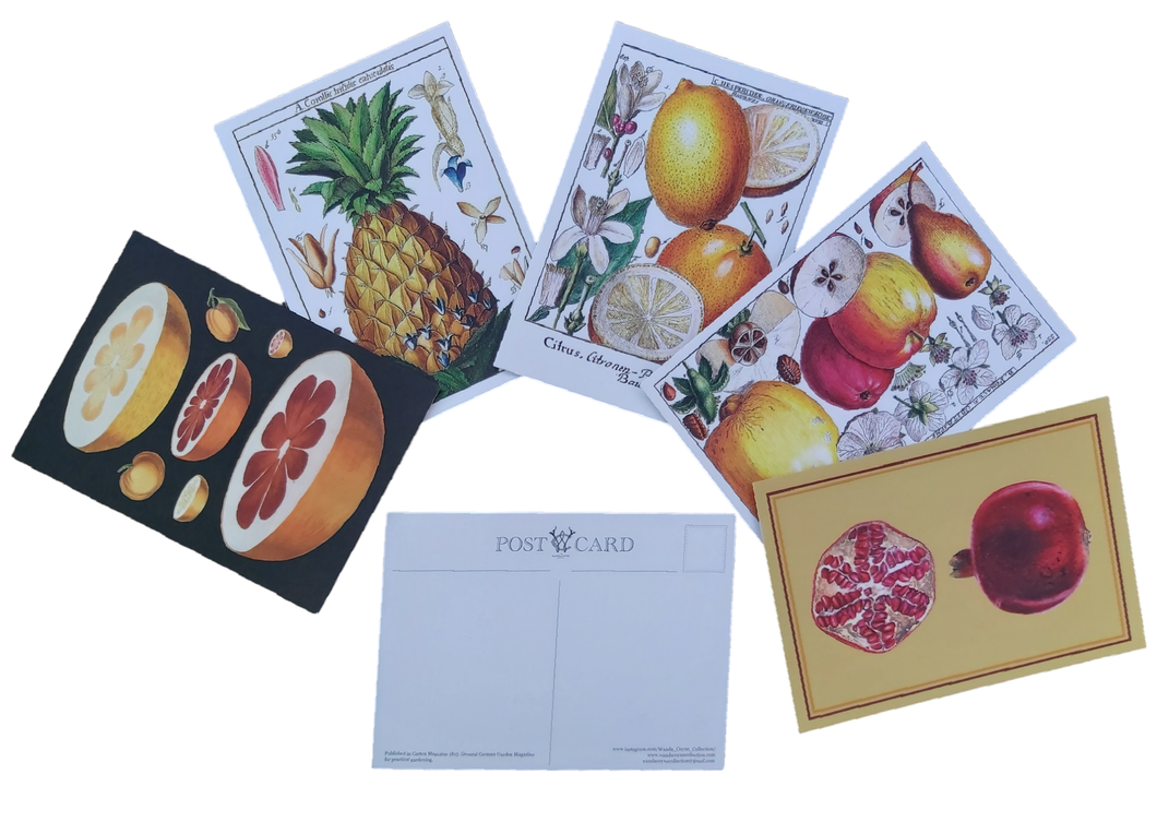 5 x Antique Illustration Postcards of Fruit