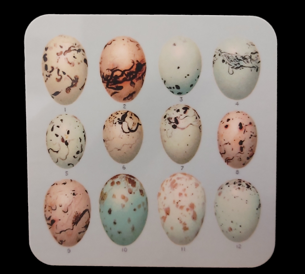 Melamine Coaster Drinks Mat Antique Egg Illustration