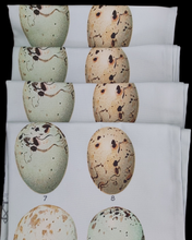 Load image into Gallery viewer, Antique Print Tea Towel Eggs 1901 Ornithology Aqua background
