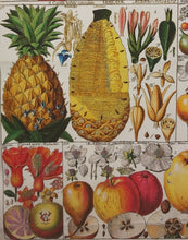 Load image into Gallery viewer, Exotic Fruit Tea Towel Antique Botanical Print 100% Cotton Bright Orange Border
