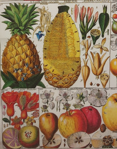 Exotic Fruit Tea Towel Antique Botanical Print 100% Cotton Bright Orange Border