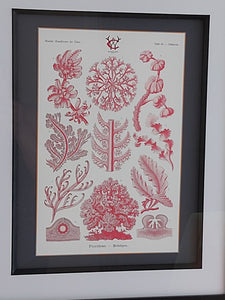 Museum Quality A3 Print Antique Coral & Algae Design