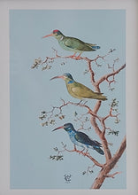 Load image into Gallery viewer, Museum Quality A3 Print Anselmus de Boodt 1596 Hummingbird Design
