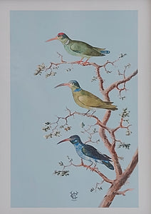 Museum Quality A3 Print Anselmus de Boodt 1596 Hummingbird Design