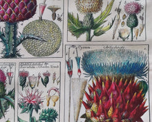 Load image into Gallery viewer, Thistle Antique Print Tea Towel 100% Cotton UK Made
