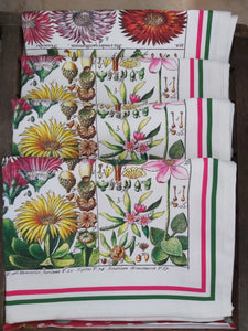 Antique Botanical Cactus Print Tea Towel Luxury 100% Cotton UK Made