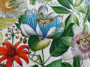 Passionflower Antique Botanical Print Tea Towel Cerise Border