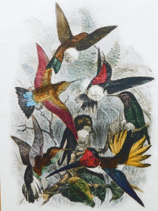 Hummingbirds Antique Bird Print Tea Towel 100% Cotton UK Made