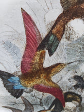 Load image into Gallery viewer, Hummingbirds Antique Bird Print Tea Towel 100% Cotton UK Made
