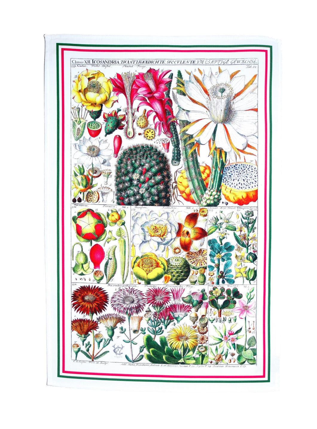 Tea Towel Antique Botanical Print Colourful 18thC Cactus Flowers Luxury Cotton Gift Kitchen linen