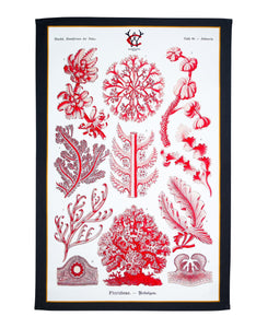 Bright Red Sea Coral & Algae Tea Towel, Antique 19thC Print, Charcoal border UK Made