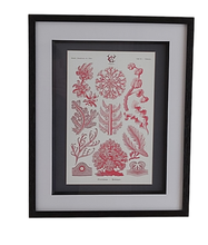 Load image into Gallery viewer, Museum Quality A3 Print Antique Coral &amp; Algae Design
