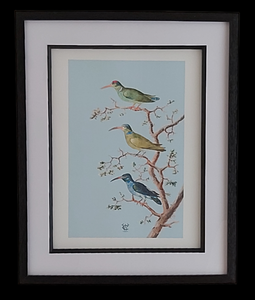 Museum Quality A3 Print Anselmus de Boodt 1596 Hummingbird Design