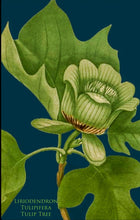 Load image into Gallery viewer, Liriodendron Tulipifera Tulip Tree Antique Print Tea Towel c1818
