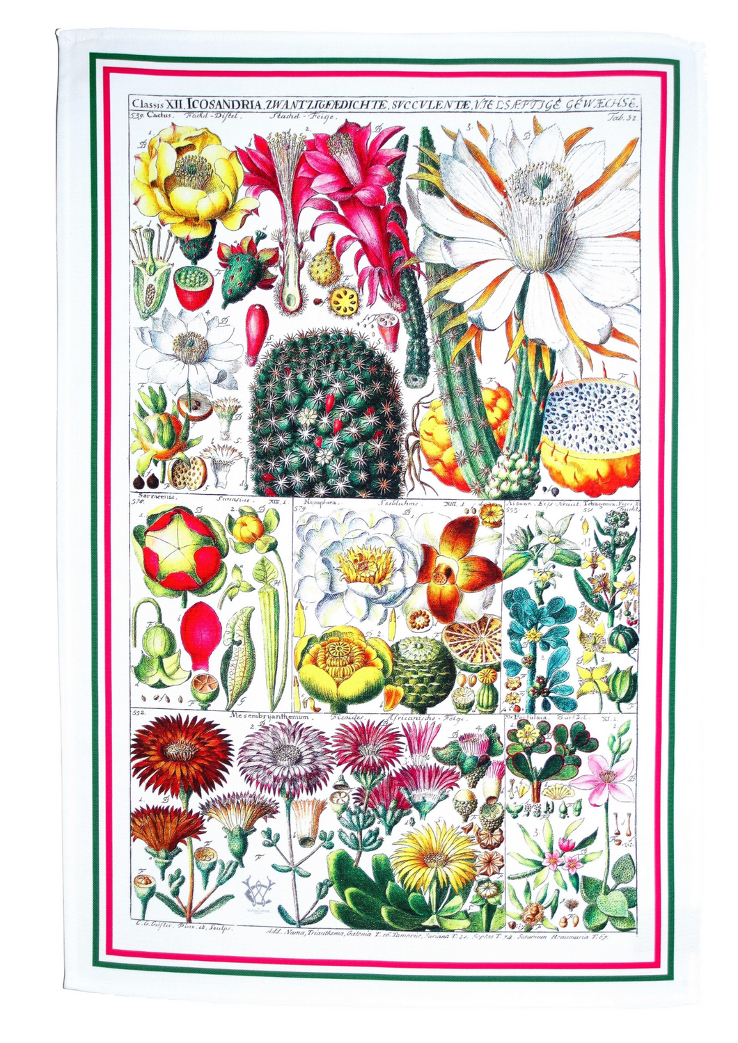 Antique Botanical Cactus Print Tea Towel Luxury 100% Cotton UK Made