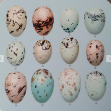 Load image into Gallery viewer, Melamine Coaster Drinks Mat Antique Egg Illustration
