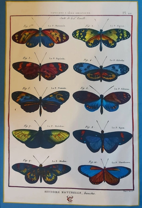 Luxury Tea Towel Antique Butterfly Print Blue