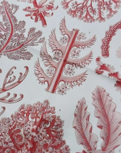 Red Sea Coral & Algae Apron Antique Print Charcoal Edge