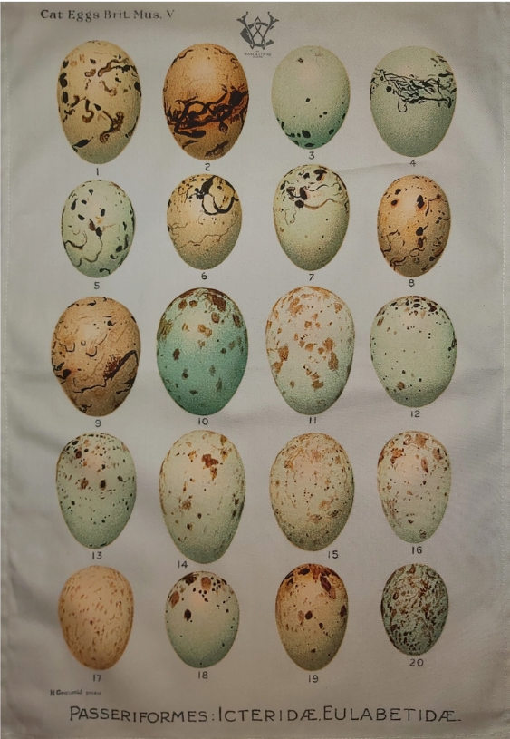 Antique Print Tea Towel Eggs 1901 Ornithology Aqua background